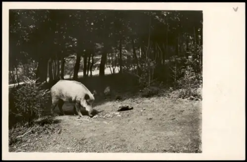 Ansichtskarte Maria Laach am Jauerling Wildschwein (Bache) im Heimatpark 1931