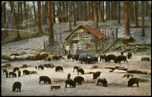 Ansichtskarte .Deutschland Wildschweinfütterung im Harz 1913