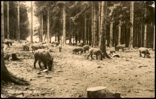 Ansichtskarte .Deutschland Wildschweine im Harz 1963