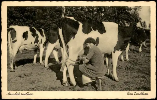 Ansichtskarte  Frau beim Melken einer Kuh auf der Weide Friesland 1935