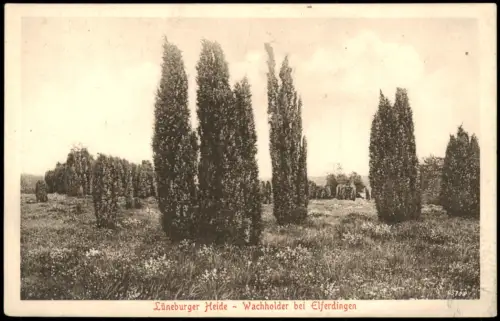 Ansichtskarte Elferdingen-Bomlitz Wachholder, Lüneburger Heide 1917