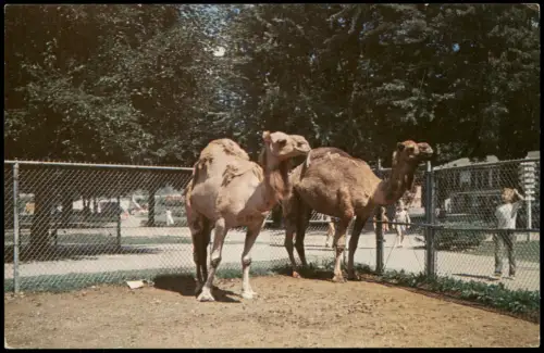 Postcard Columbus Dromedar-Kamele 1960