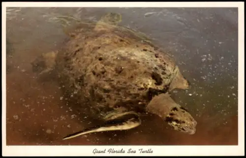 Postcard Florida Riesige Florida-Meeresschildkröte 1955
