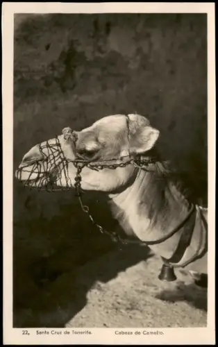 Postale Santa Cruz de Tenerife Kamelkopf (Cabeza de Camello) 1950