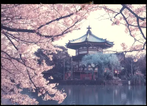 Tokio Tōkyō (東京) Parkanlage Ueno Park Shihobazu Pond Baum-Blüte 1980