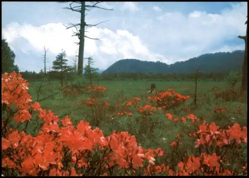 Tokio Tōkyō (東京) Umland-Ansicht Landschaft Japan Nippon Landscape 1980