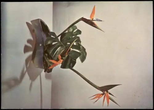 Ansichtskarte  Fauna & Pflanzen: IKEBANA KOMPOSITION Valerie Wittmer 1971