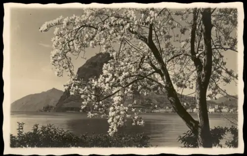 Ansichtskarte Lugano blühende Magnolie Stadt Stimmungsbild 1934