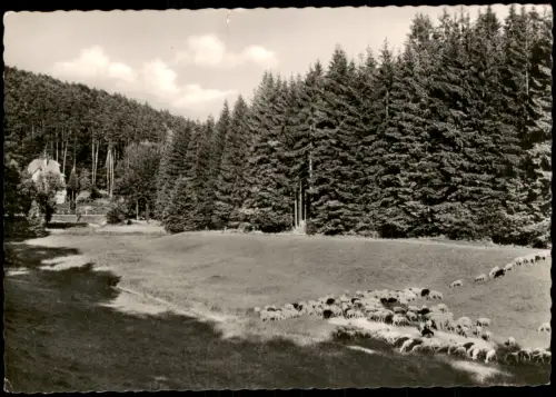 Ansichtskarte Bad Orb Spessart Haseltal mit Jagdhaus, Schafherde Schafe 1954