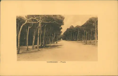 Cartolina Viareggio Pineta Straße 1912
