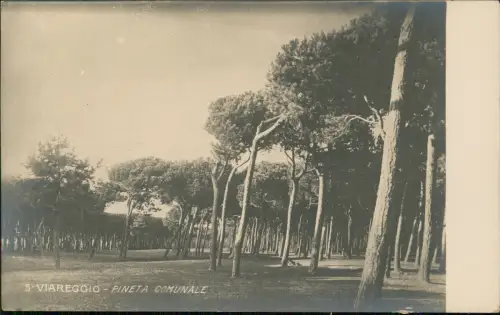 Cartolina Viareggio Pineta Comunale 1913