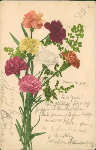 Ansichtskarte  Botanik :: Blumen Nelken 1902