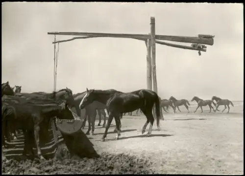 Postcard Hortobagy Hortobágy Pferdetränke an einem Ziehbrunnen 1976