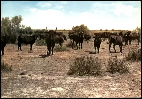 CPA Camargue Manade de Taureaux Stierherde 1965
