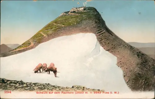 Ansichtskarte Grindelwald Schweine auf dem Faulhorn - Hütte 1910