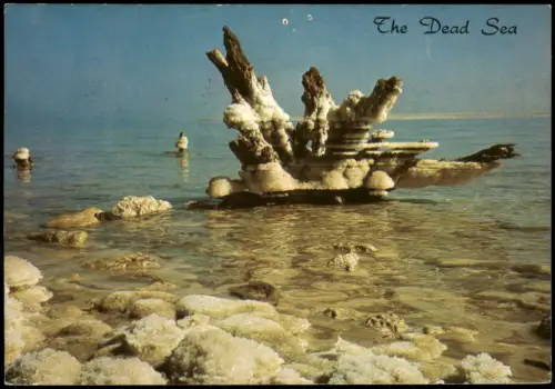 Dead Sea (Totes Meer) Salzkristalle und Baumstümpfe im Toten Meer 1983