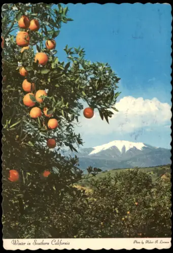 San Bernardino-Misox Mesocco  Orangenhain und San Bernardino Mountains 1982