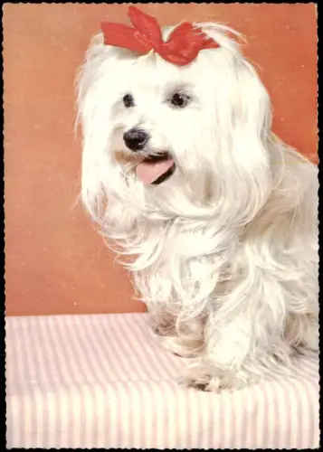 Ansichtskarte  Weißer Hund mit roter Schleife 1961