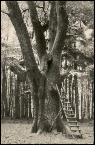 Ansichtskarte Bad Malente-Gremsmühlen-Malente Bräutigamseiche in Dodau 1951