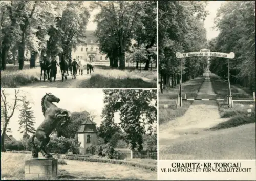 Ansichtskarte Graditz-Torgau 3 Bild Gestüt Pferde Eingang 1974