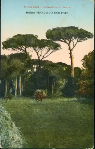 Cartolina Aquileja Aquileia Pinienwald - Belvedere - Pinete 1913  Venetien