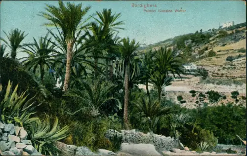 Cartolina Bordighera Palmizi Giardino Winter 1913
