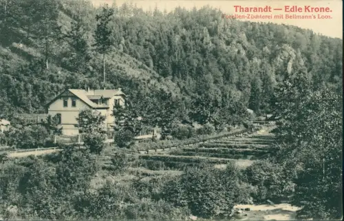 Edle Krone Klingenberg  Forellen-Züchterei mit Bellmann's Loos Tharandt 1912