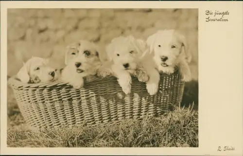 Ansichtskarte  Tiere - Hunde L. Theiss Hundewelpen im Korb Fotokunst 1935