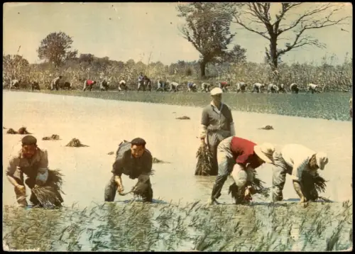 Camargue Reisanbau in der Camargue - Teamarbeit in den Reisfeldern 1960