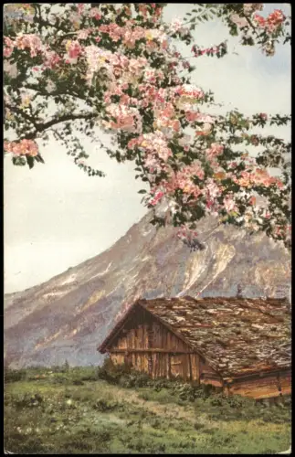 Ansichtskarte  Alpenlandschaft mit Almhütte und blühendem Baum 1897