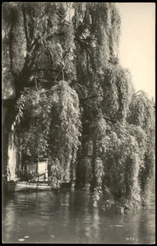 Ansichtskarte Luzern Lucerna Trauerweiden am Wasser 1910