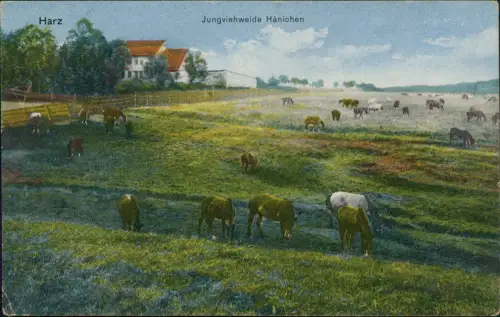 Ansichtskarte Hänichen-Harzgerode Jungviehweide - Harz 1917