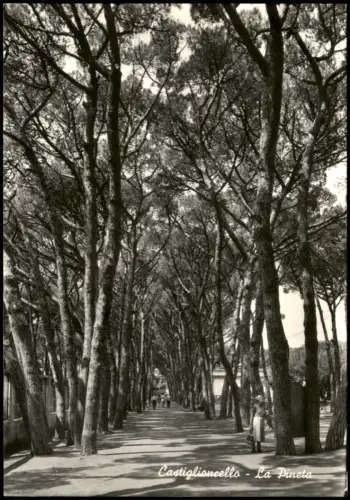 Cartolina Castiglioncello-Rosignano Marittimo Allee im Pinienwald 1955