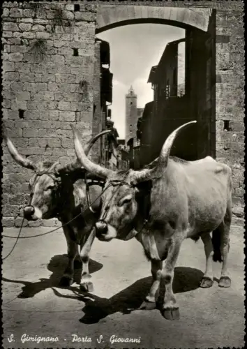 Cartolina San Gimignano Porta S. Giovanni mit Ochsen-Gespann 1950