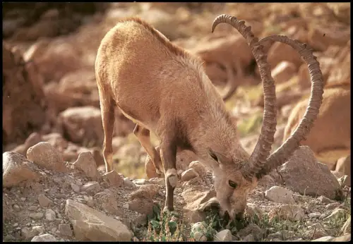 Ansichtskarte  Tiere ISRAEL Steinbock-Ibex nubiana (En Gedi) 1980