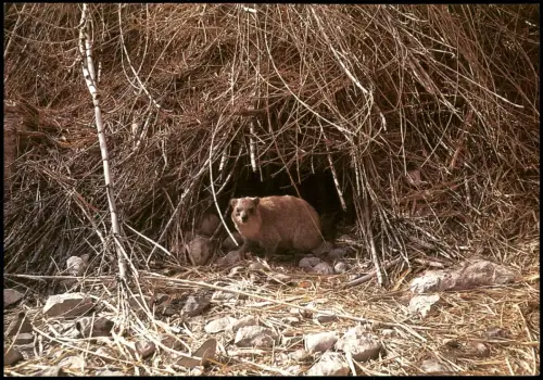 Ansichtskarte  Tiere DACHS Klippdachs Hyrax (En Gedi) 1980