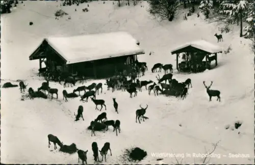Ansichtskarte Ruhpolding Wildfütterung - Seehaus im Winter 1956