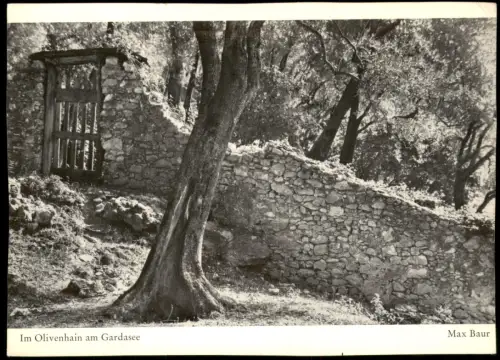 Cartolina .Italien Italia Lago di Garda Im Olivenhain am Gardasee 1971