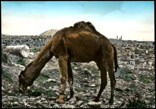 Jericho יְרִיחוֹ أريحا Kamel vor antiken Ruinen (Jericho / Jerash) 1963