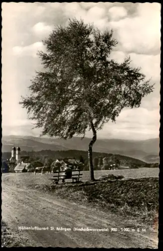 Ansichtskarte St. Märgen Umland-Ansicht, Kuh-Weide, Person auf Bank 1960
