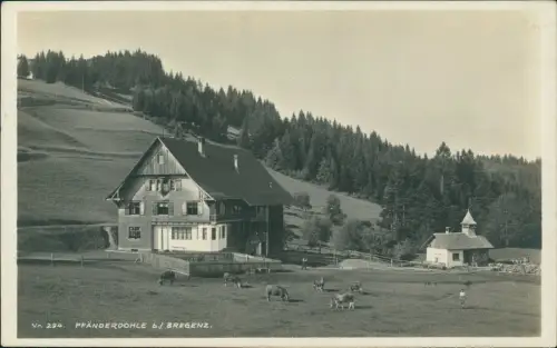 Ansichtskarte Bregenz Pfänderdohle - Kühe Fotokarte 1930