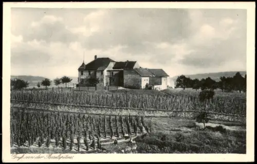 Ansichtskarte Spaar-Meißen Boselspitze Weinschank - Weinanbau 1927