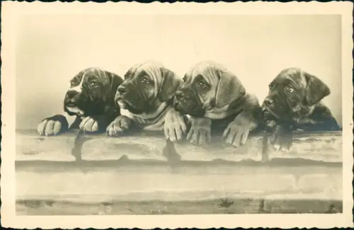 Ansichtskarte  Fotokunst Tiere - Hunde Welpen Boxer auf Mauer 1930