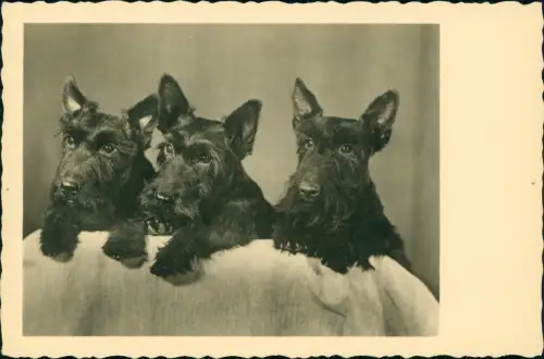 Tiere - Hunde Schottische Terrier Scottish Terrier Scottie Fotokunst 1940