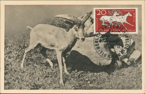 Ansichtskarte  Tiere Wildschafe 1956 passender DDR-Briefmarke "Tierpark Berlin"