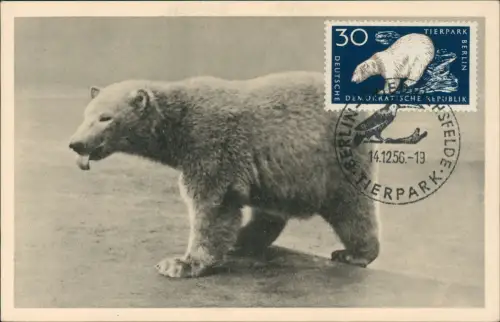 Ansichtskarte  Tiere: Eisbär 1956   mit passender DDR-Briefmarke  Sonderstempel