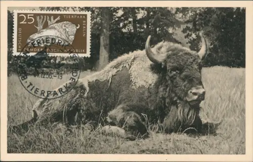 Ansichtskarte  Tiere: WISENT 1956   mit passender DDR-Briefmarke + Sonderstempel