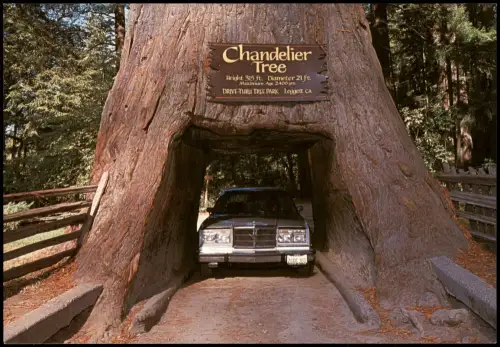 San Francisco  Chandelier Tree Riesenbaum REDWOODS California Auto 2000
