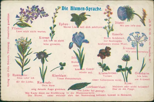 Ansichtskarte  Botanik Blumen - Sprache Rosmarin Kleeblatt Kresse 1911