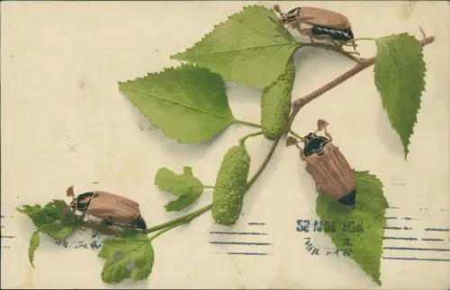Ansichtskarte  Pfingsten Pentecost Maikäfer auf Lindenblatt 1908